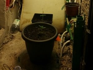 Materiale sequestrato 2 Cianciana